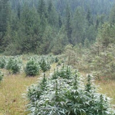 BC_BUD_DEPOT_BC_PINEWARP_FLOWER_1_LUSCIOUS_GENETICS