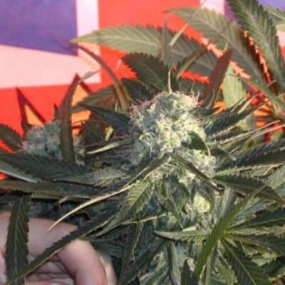 BC_BUD_DEPOT_BC_SWEET_TOOTH_FLOWER_1_LUSCIOUS_GENETICS