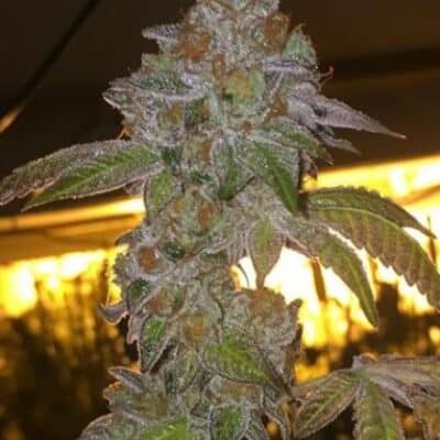 BC_BUD_DEPOT_DOSI_COOKIES_FLOWER_2_REG_LUSCIOUS_GENETICS