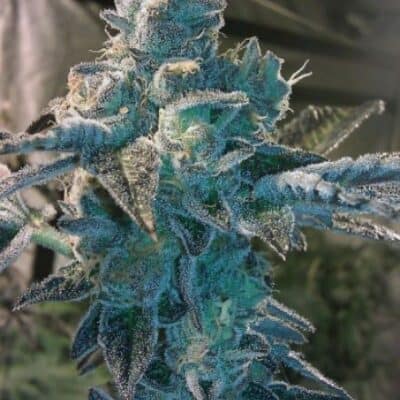 BC_BUD_DEPOT_GIRL_SCOUT_COOKIES_FLOWER_1_LUSCIOUS_GENETICS