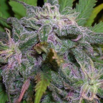 BC_BUD_DEPOT_GODS_GIFT_FLOWER_1_LUSCIOUS_GENETICS