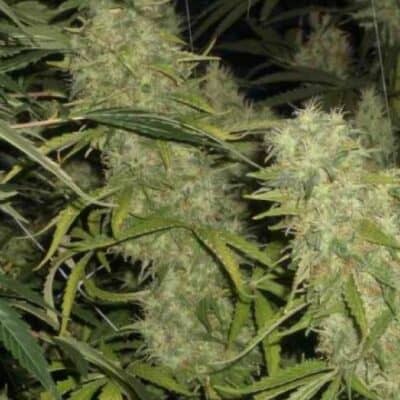 BC_BUD_DEPOT_SKUNK_1_NORTHERN_LIGHTS_FLOWER_1_LUSCIOUS_GENETICS