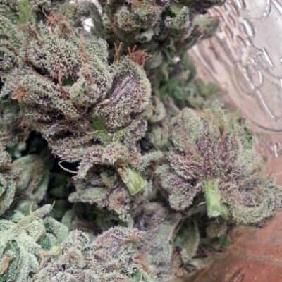 BC_BUD_DEPOT_SOCAL_MASTER_KUSH_FLOWER_1_LUSCIOUS_GENETICS