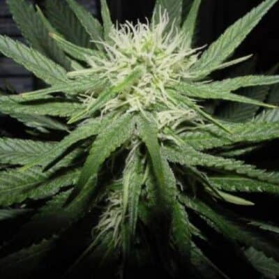 BC_BUD_DEPOT_SWEET_GOD_FLOWER_1_LUSCIOUS_GENETICS