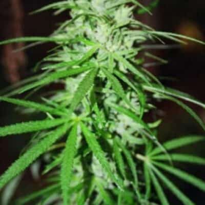 BC_BUD_DEPOT_SWEET_ISLAND_SKUNK_FLOWER_1_LUSCIOUS_GENETICS