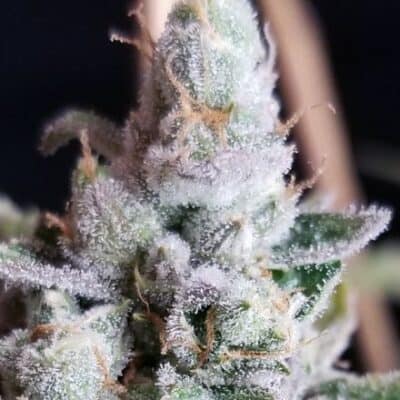 BC_BUD_DEPOT_TANGIE_COOKIES_FLOWER_1_LUCSIOUS_GENETICS