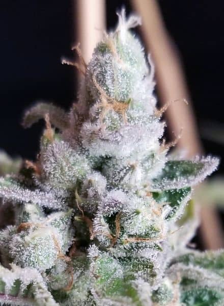 BC_BUD_DEPOT_TANGIE_COOKIES_FLOWER_1_LUCSIOUS_GENETICS