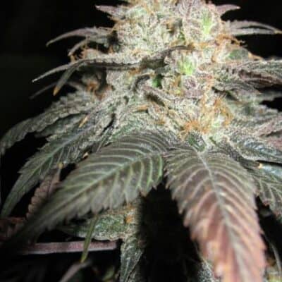 BC_BUD_DEPOT_THE_BLACK_FLOWER_1_LUSCIOUS_GENETICS