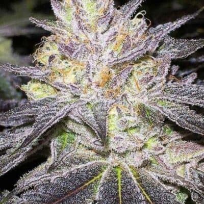 BC_BUD_DEPOT_THE_CAKE_FLOWER_1_LUSCIOUS_GENETICS