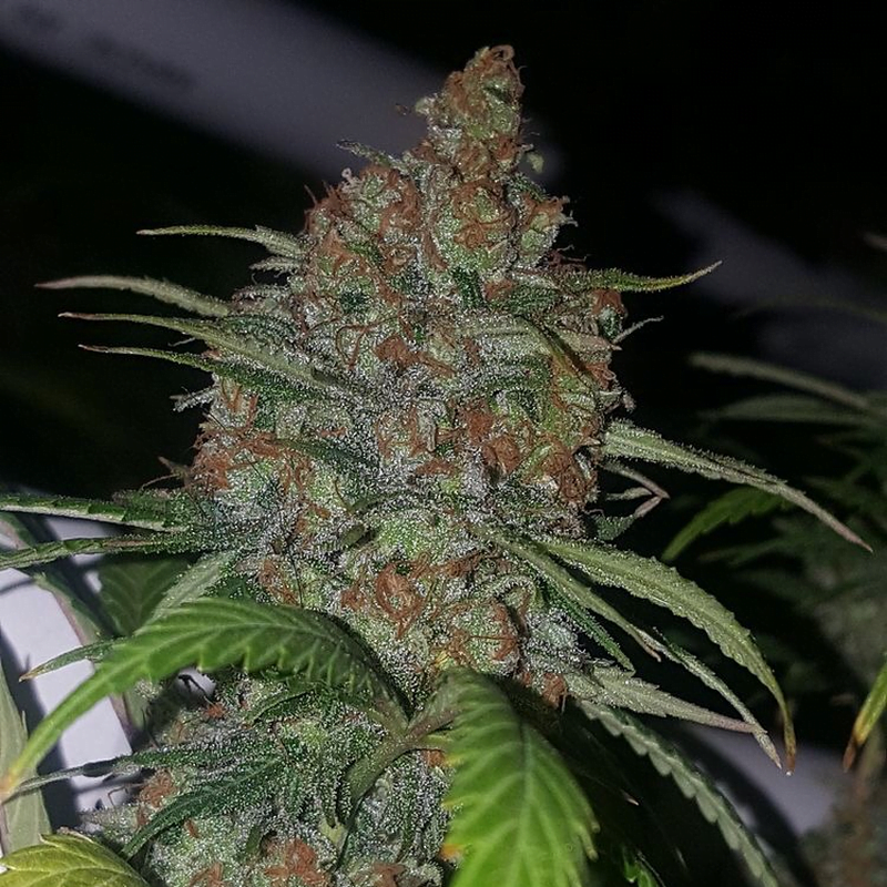 MASS_MEDICAL_STRAINS_GLORY_HOLE_X_SWABI_FLOWER_1_LUSCIOUS_GENETICS