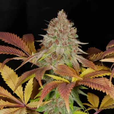 MASS_MEDICAL_STRAINS_PEACEFUL_CHILD_FLOWER_2_LUSCIOUS_GENETICS