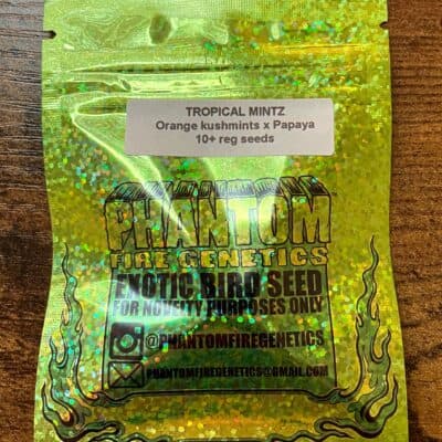 PHANTOM_FIRE_GENETICS_TROPICAL_MINTZ_LUSCIOUS_GENETICS