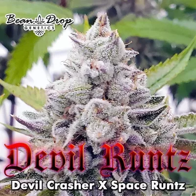 BEAN_DROP_GENETICS_DEVIL_RUNTZ_LUSCIOUS_GENETICS