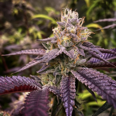 CHRON_DON_GENETICS_ARIZONA_ASPHALT_FLOWER_2_LUSCIOUS_GENETICS