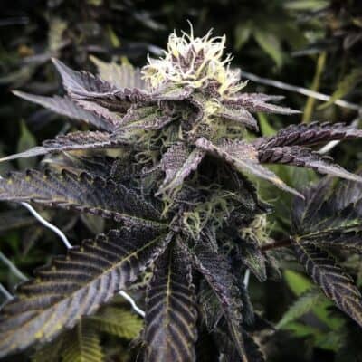 Chron Don Genetics Fire Berries