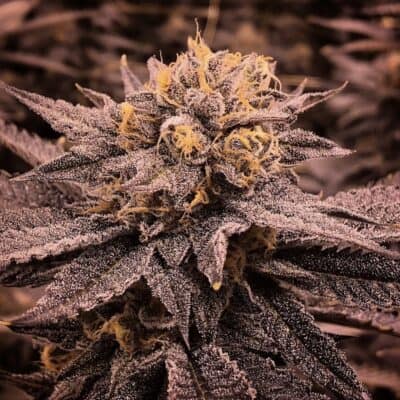CHRON_DON_GENETICS_PHOENIX_LIGHTS_FLOWER_1_LUSCIOUS_GENETICS