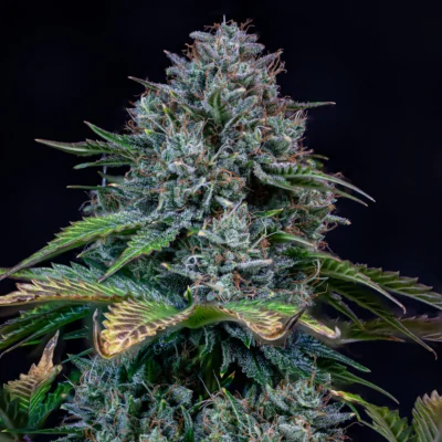 MEPHISTO_GENETICS_CREME_DE_LA_CHEM_FLOWER_2_LUSCIOUS_GENETICS