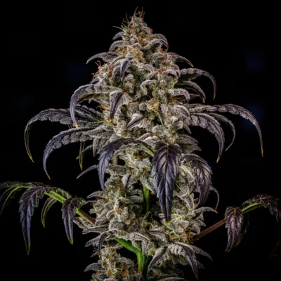 MEPHISTO_GENETICS_DOUBLE_GRAPE_FLOWER_2_LUSCIOUS_GENETICS