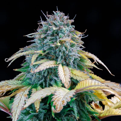 MEPHISTO_GENETICS_SAMSQUANCH_OG_FLOWER_2_LUSCIOUS_GENETICS