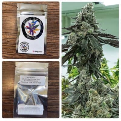 NUTHIN_BUT_GAS_SEED_CO_MONEY_MIKE_LUSCIOUS_GENETICS