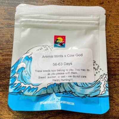 Surfr Seeds: Animal Mints x Cow God