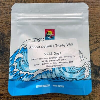 SURFR_SEEDS_APRICOT_OCTANE_TROPHY_WIFE_LUCSIOUS_GENETICS