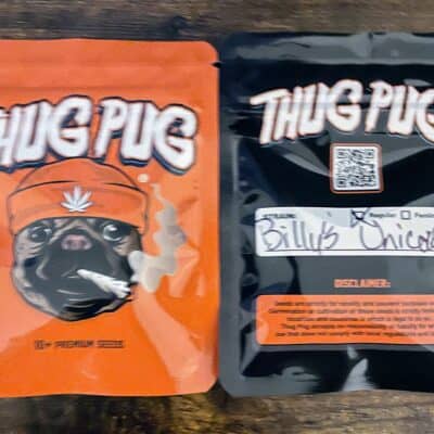 THUG_PUG_GENETICS_BILLYS_UNICORN_LUSCIOUS_GENETICS