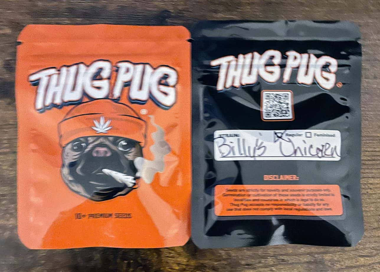 THUG_PUG_GENETICS_BILLYS_UNICORN_LUSCIOUS_GENETICS