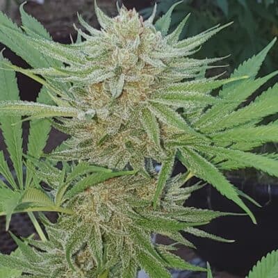 HAWAIIAN_BUDLINE_BLUEBERRY_JIU_JITSU_FLOWER_7_LUSCIOUS_GENETICS