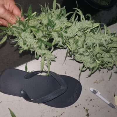 HAWAIIAN_BUDLINE_JAH-WAIIAN_HULK_FLOWER_2_LUSCIOUS_GENETICS