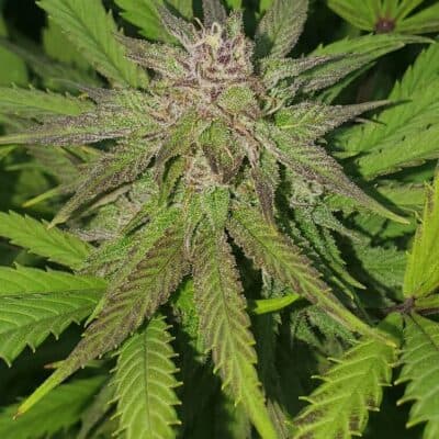 HAWAIIAN_BUDLINE_PINEAPPLE_SHANDY_FLOWER_4_LUSCIOUS_GENETICS