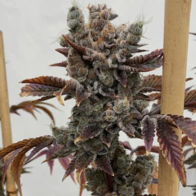 SOLFIRE_GARDENS_BABY_CAKES_FLOWER_LUSCIOUS_GENETICS