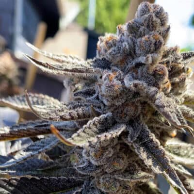 SOLFIRE_GARDENS_BAHAMA_BERRY_FLOWER_1_LUSICOUS_GENETICS