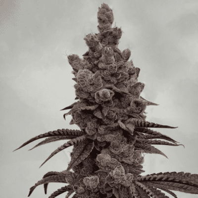 SOLFIRE_GARDENS_BAHAMA_BUSSDOWN_FLOWER_BAHAMA_BUSSDOWN