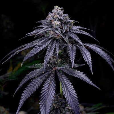 SOLFIRE_GARDENS_GELLY_BISCIUT_FLOWER_LUSCIOUS_GENETICS