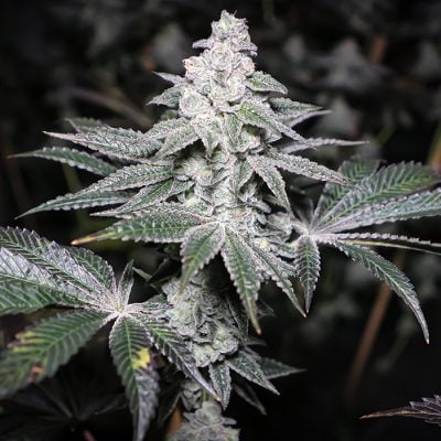 SOLFIRE_GARDENS_PAPA_DON_FLOWER_1_LUSCIOUS_GENETICS