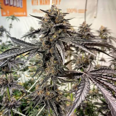 SOLFIRE_GARDENS_PURPLE_MARMALADE_FLOWER_LUSCIOUS_GENETICS