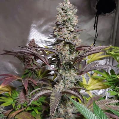 SOLFIRE_GARDENS_WHY_U_GELLY_S1_FLOWER_LUSCIOUS_GENETICS