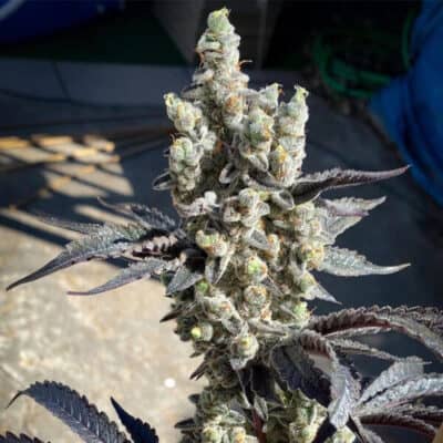 SOLFIRE_GARDEN_BITTIES_FLOWER_LUSCIOUS_GENETICS