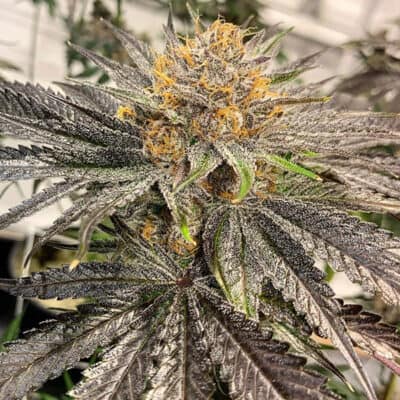 SOLFIRE_GARDEN_LEMON_GRAB_FLOWER_LUSCIOUS_GENETICS