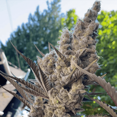 SOLFIRE_GARDEN_NFSHEEESH_FLOWER_LUSCIOUS_GENETICS