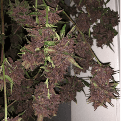 CARS_N_COAL_SEED_CO_PRINCE_KUSH_FLOWER_2_LUSCIOUS_GENETICS