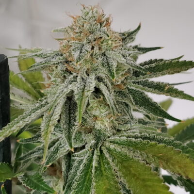 BEAN_DROP_GENETICS_NICKY_BARNES_FLOWER_1_LUSCIOUS_GENETICS