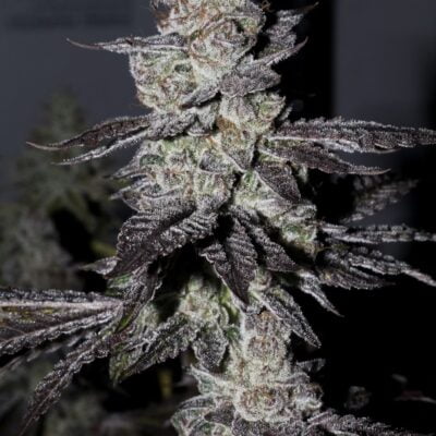 FATCAT_LABS_PURPLE_FLAMINGO_FLOWER_1_LUSCIOUS_GENETICS