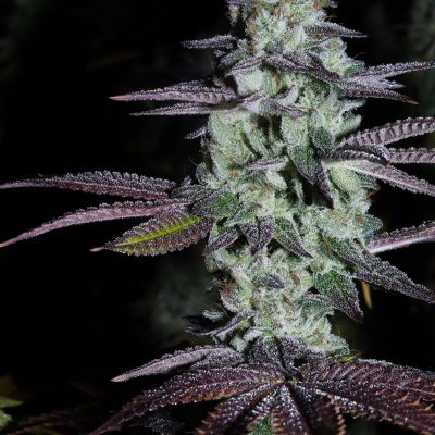 FATCAT_LABS_RAMUNE_FLOWER_1_LUSCIOUS_GENETICS