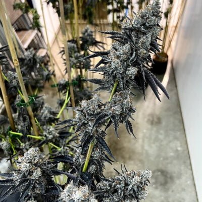 EXOTIC_GENETIX_DRIP_STATION_FEM_FLOWER_1_LUSCIOUS_GENETICS
