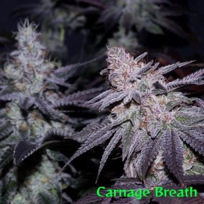 FATCAT_LABS_CARNAGE_BREATH_FLOWER_1_LUSCIOUS_GENETICS