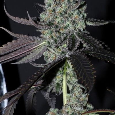 FATCAT_LABS_PLAQUE_FLOWER_1_LUSCIOUS_GENETICS