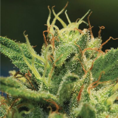 HUMBOLDT_SEED_COMPANY_HUMBOLDT_SOUR_DIESEL_FLOWER_1_LUSCIOUS_GENETICS