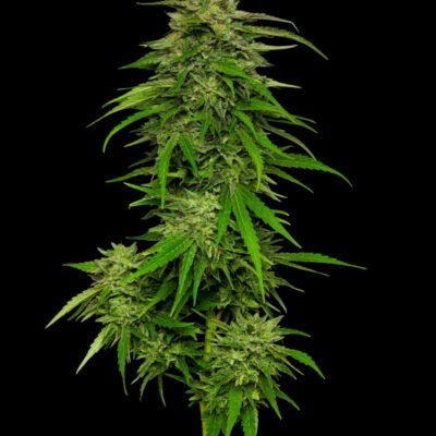 HUMBOLDT_SEED_COMPANY_MANGO_SHERBERT_FLOWER_1_LUCSIOUS_GENETICS